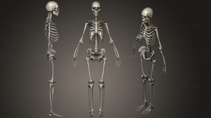 Анатомия скелеты и черепа (Женский скелет человека, ANTM_1191) 3D модель для ЧПУ станка