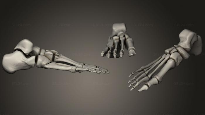 Анатомия скелеты и черепа (Кожа скелета стопы, ANTM_1196) 3D модель для ЧПУ станка
