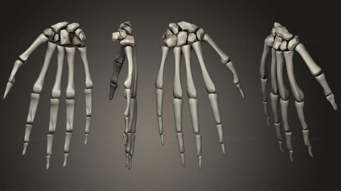 Anatomy of skeletons and skulls (Hand Skeletonamp Skin, ANTM_1197) 3D models for cnc