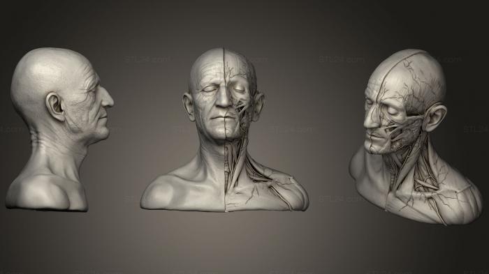 Anatomy of skeletons and skulls (Head amp Neck Anatomy, ANTM_1200) 3D models for cnc