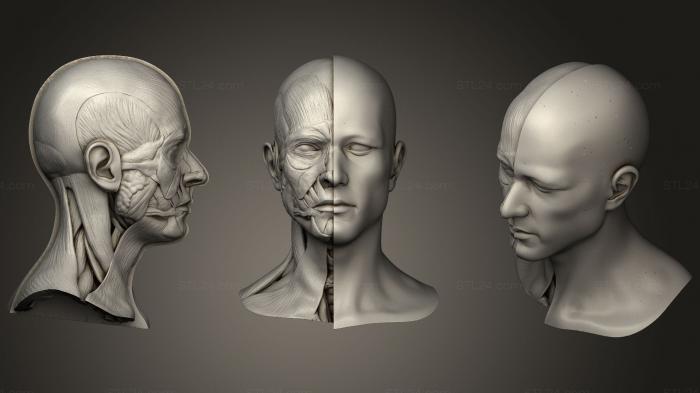 Анатомия скелеты и черепа (Анатомия головы для художника, ANTM_1201) 3D модель для ЧПУ станка