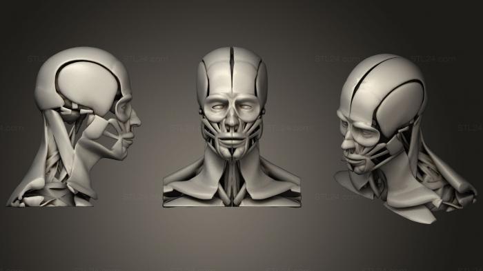 Анатомия скелеты и черепа (Головная Мышечная Мозговая Глазная система, ANTM_1202) 3D модель для ЧПУ станка