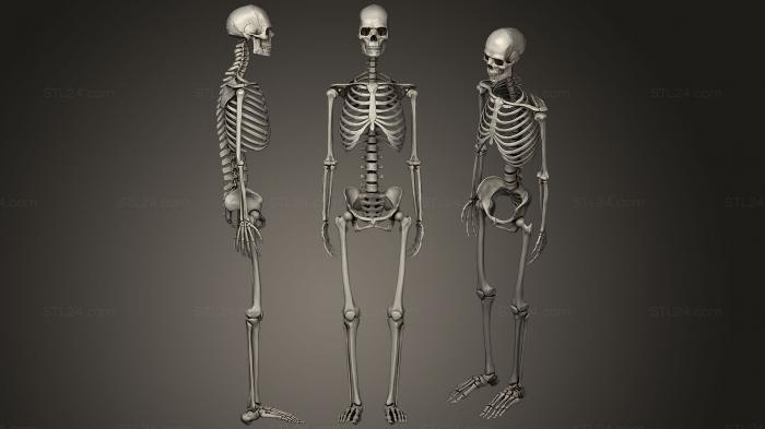 Скелет человека Эскелето Гумано