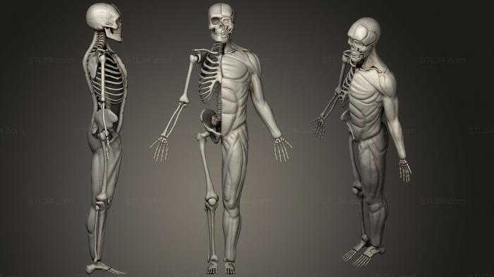 Anatomy of skeletons and skulls (Human Skeleton Muscles, ANTM_1221) 3D models for cnc