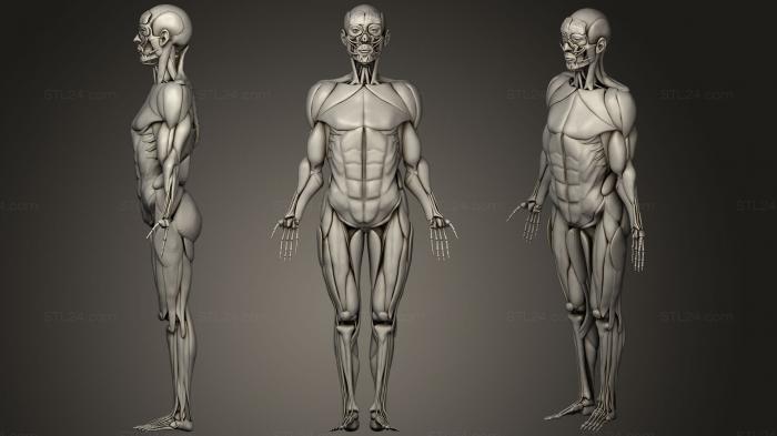 Анатомия скелеты и черепа (Человеческий скелет с мышцами, ANTM_1222) 3D модель для ЧПУ станка