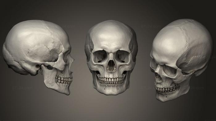 Анатомия скелеты и черепа (Человеческий череп С высокой детализацией 2, ANTM_1224) 3D модель для ЧПУ станка