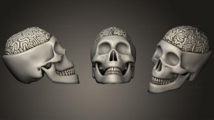 Анатомия скелеты и черепа (Человеческий череп с Мозгом, ANTM_1225) 3D модель для ЧПУ станка