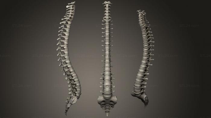 Anatomy of skeletons and skulls (Human Spinal Vertebral Column, ANTM_1227) 3D models for cnc