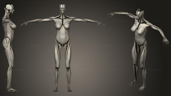 Анатомия скелеты и черепа (Мышечная система человека, ANTM_1229) 3D модель для ЧПУ станка