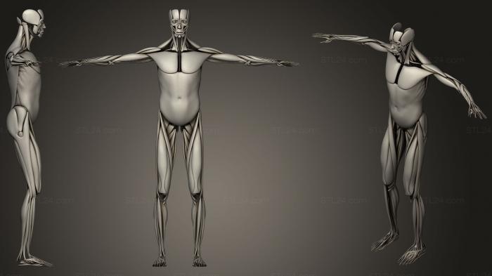 Анатомия скелеты и черепа (Мышечная система человека 12, ANTM_1230) 3D модель для ЧПУ станка