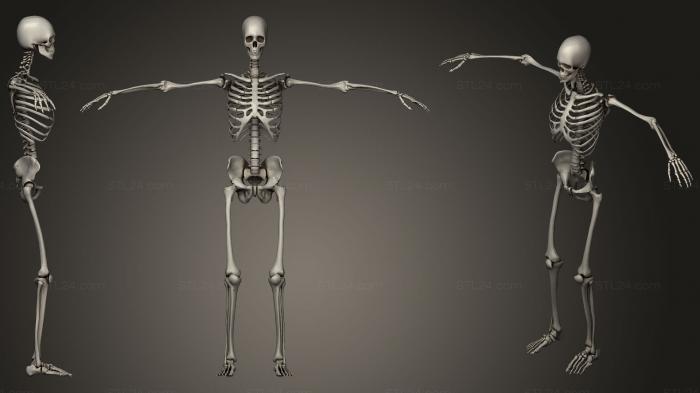 Анатомия скелеты и черепа (Костная система человека, ANTM_1231) 3D модель для ЧПУ станка