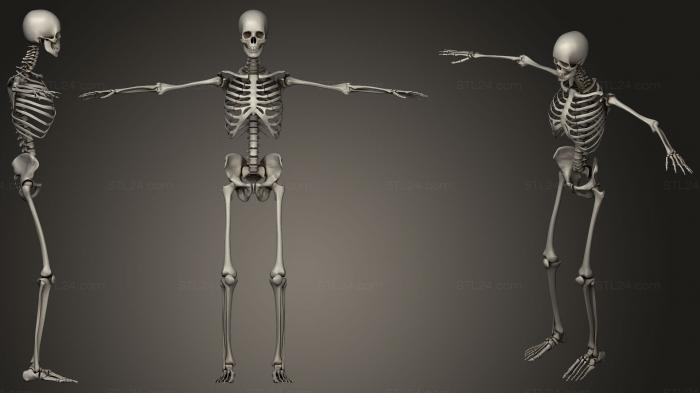 Анатомия скелеты и черепа (Скелетная система1 человека, ANTM_1232) 3D модель для ЧПУ станка