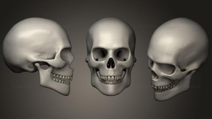 Анатомия скелеты и черепа (Iggy3 D 01 Человеческий череп, ANTM_1233) 3D модель для ЧПУ станка