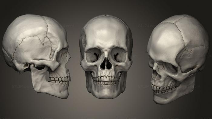 Анатомия скелеты и черепа (Leowcorrea 01 Человеческий череп, ANTM_1235) 3D модель для ЧПУ станка