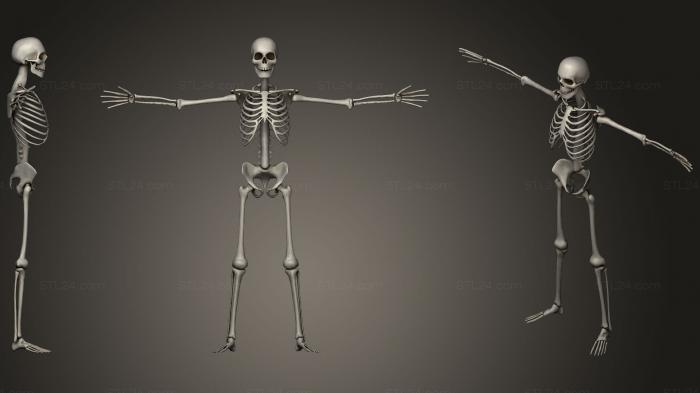 Anatomy of skeletons and skulls (Lowpoly Human Skeleton Rigged, ANTM_1237) 3D models for cnc