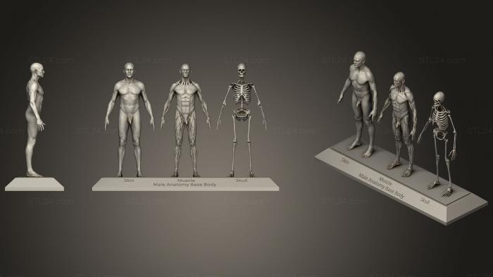 Анатомия скелеты и черепа (Основа мужской анатомии Тела, ANTM_1238) 3D модель для ЧПУ станка