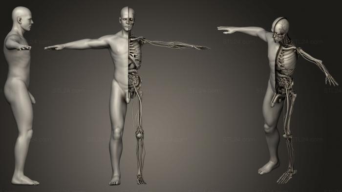Медицинская модель мужской анатомии