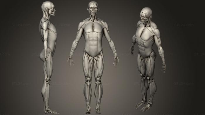 Анатомия скелеты и черепа (Мышечная система мужского тела, ANTM_1241) 3D модель для ЧПУ станка
