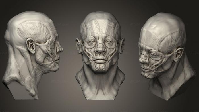 Анатомия скелеты и черепа (Мужская скульптура головы Ecorche Поверхностная мышца, ANTM_1243) 3D модель для ЧПУ станка