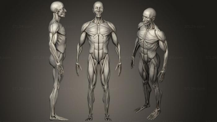 Анатомия скелеты и черепа (Мужской Экорше для всего тела, ANTM_1244) 3D модель для ЧПУ станка