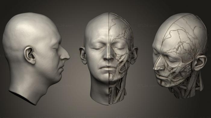 Анатомия скелеты и черепа (МАРТИН НИКОЛОВ ГЛАВА ECORCHE, ANTM_1267) 3D модель для ЧПУ станка