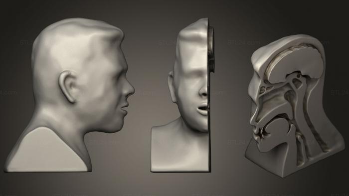 Анатомия скелеты и черепа (Головка для рассечения носоглотки, ANTM_1272) 3D модель для ЧПУ станка