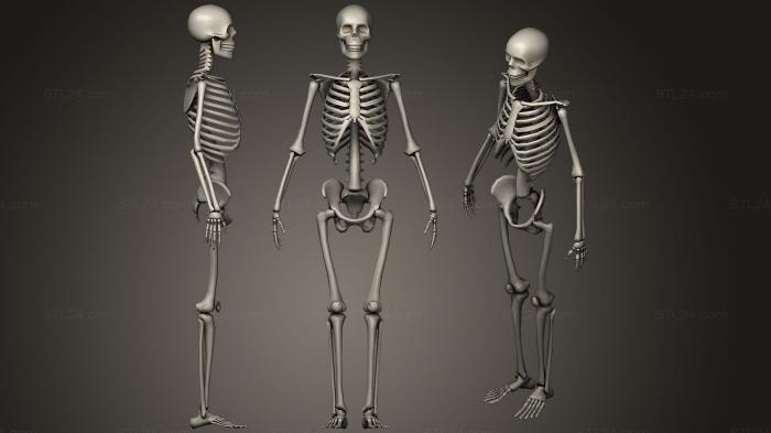 Анатомия скелеты и черепа (Скелет хохломского издания, ANTM_1278) 3D модель для ЧПУ станка