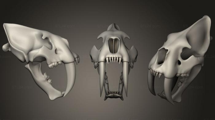 Анатомия скелеты и черепа (Череп Популяции смилодона, ANTM_1302) 3D модель для ЧПУ станка