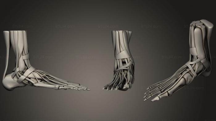 Анатомия скелеты и черепа (Кости подошвы, мышцы и связки, ANTM_1303) 3D модель для ЧПУ станка