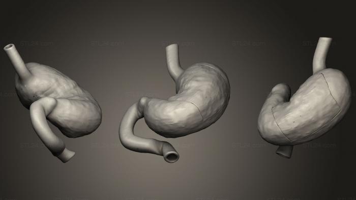 Анатомия скелеты и черепа (Анимация вскрытия желудка и поджелудочной железы, ANTM_1312) 3D модель для ЧПУ станка