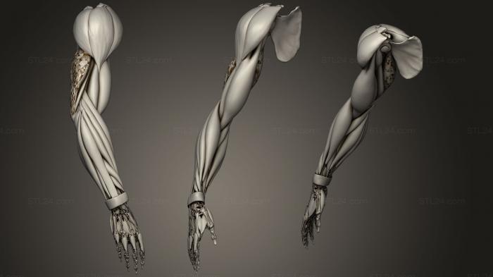 Анатомия скелеты и черепа (Анимация движения человеческой руки, ANTM_1314) 3D модель для ЧПУ станка