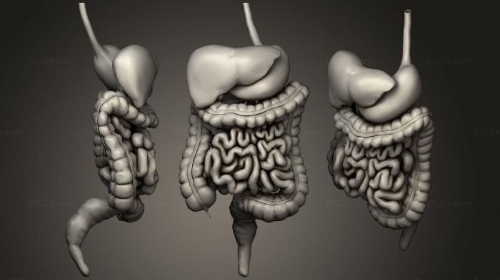 Анатомия скелеты и черепа (Перистальтика пищеварительной системы человека, ANTM_1315) 3D модель для ЧПУ станка