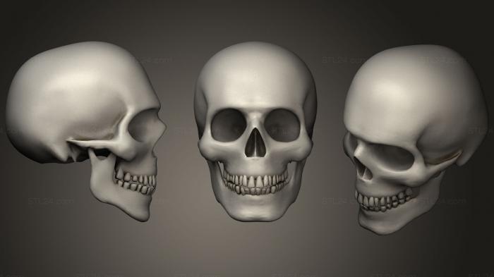 Anatomy of skeletons and skulls (3D Realistic Human Male Skull model, ANTM_1319) 3D models for cnc