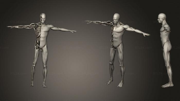 Анатомия скелеты и черепа ( Вскрытие человеческого Тела, ANTM_1322) 3D модель для ЧПУ станка