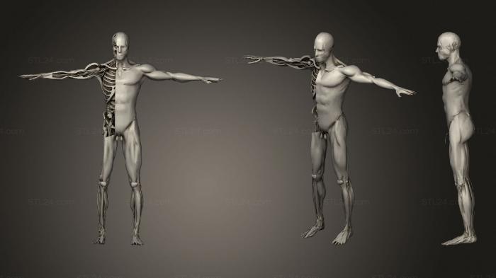 Анатомия скелеты и черепа (Анатомия Анимация Вскрытия человеческого Тела приседания, ANTM_1323) 3D модель для ЧПУ станка