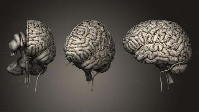 Анатомия человеческого мозга 2019