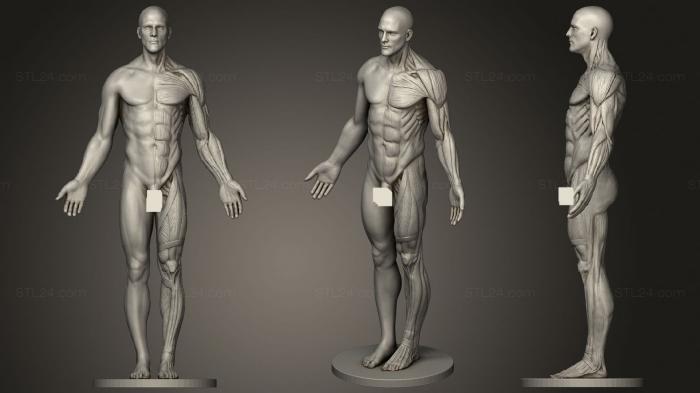 Anatomy Reference