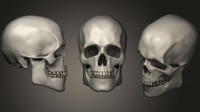 Анатомия скелеты и черепа (Изучение анатомии 2, ANTM_1326) 3D модель для ЧПУ станка