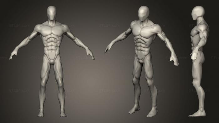 Anatomy study Basemesh Human Male Body