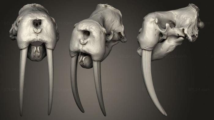 Анатомия скелеты и черепа (Череп животного 02 003, ANTM_1333) 3D модель для ЧПУ станка