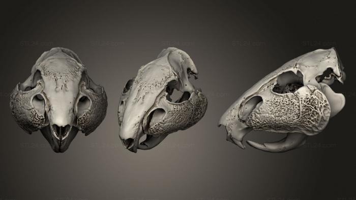 Анатомия скелеты и черепа (Череп животного 02 016, ANTM_1336) 3D модель для ЧПУ станка