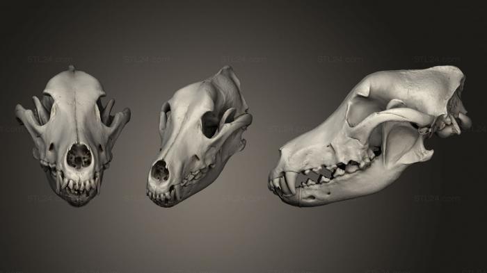 Анатомия скелеты и черепа (Череп животного 02 018, ANTM_1337) 3D модель для ЧПУ станка