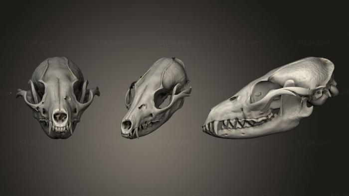 Анатомия скелеты и черепа (Череп животного 02 019, ANTM_1338) 3D модель для ЧПУ станка