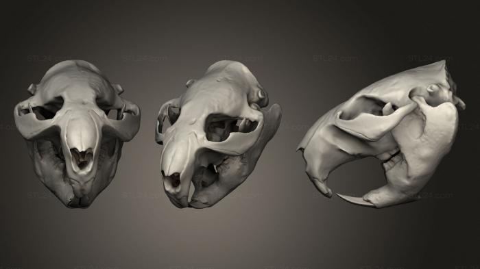 Анатомия скелеты и черепа (Череп животного 03 013, ANTM_1339) 3D модель для ЧПУ станка