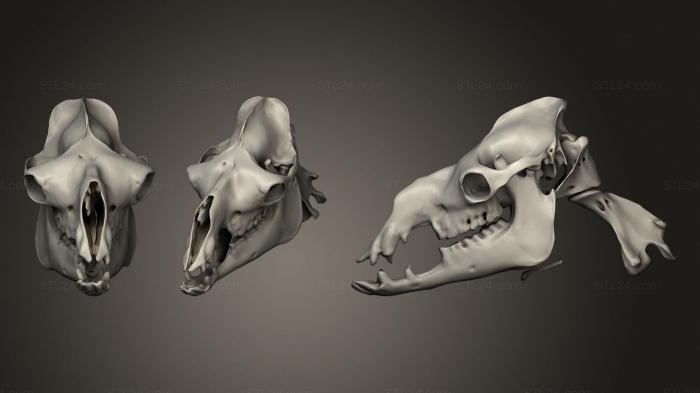 Anatomy of skeletons and skulls (Animal scull, ANTM_1340) 3D models for cnc