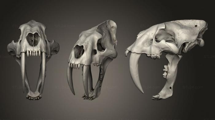 Anatomy of skeletons and skulls (Animal scull, ANTM_1342) 3D models for cnc