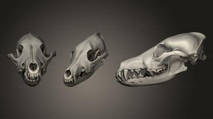 Анатомия скелеты и черепа (Череп животного, ANTM_1344) 3D модель для ЧПУ станка