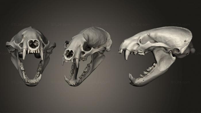 Анатомия скелеты и черепа (Череп животного, ANTM_1345) 3D модель для ЧПУ станка