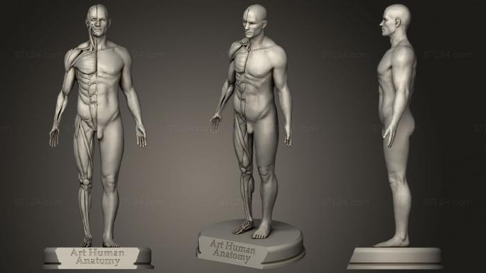 Анатомия скелеты и черепа (Художественная Анатомия человека мужского пола, ANTM_1346) 3D модель для ЧПУ станка