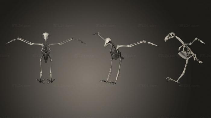 Anatomy of skeletons and skulls (Bald Eagle Skeleton, ANTM_1352) 3D models for cnc